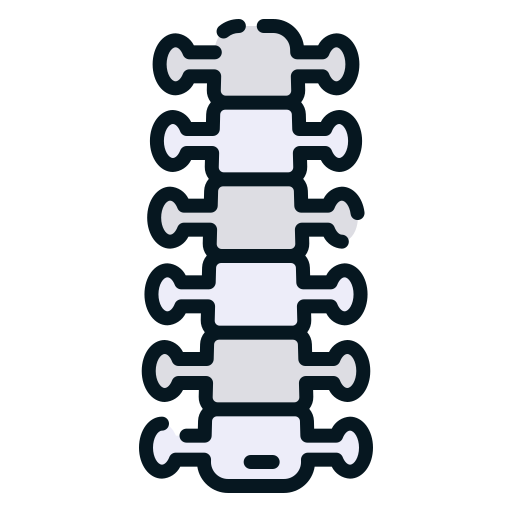 Spinal Cord
