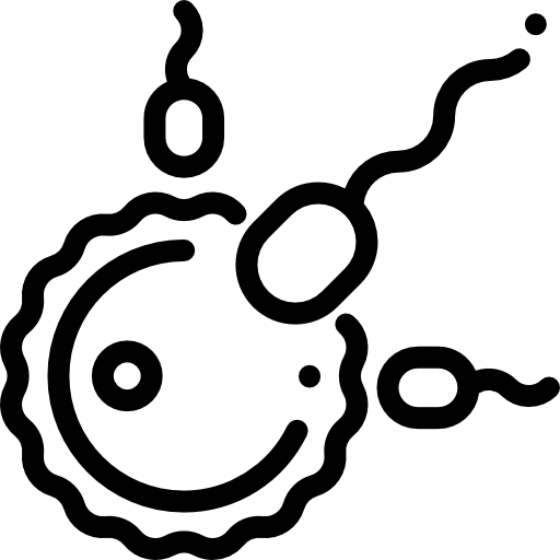 Illustration of fertilization process.