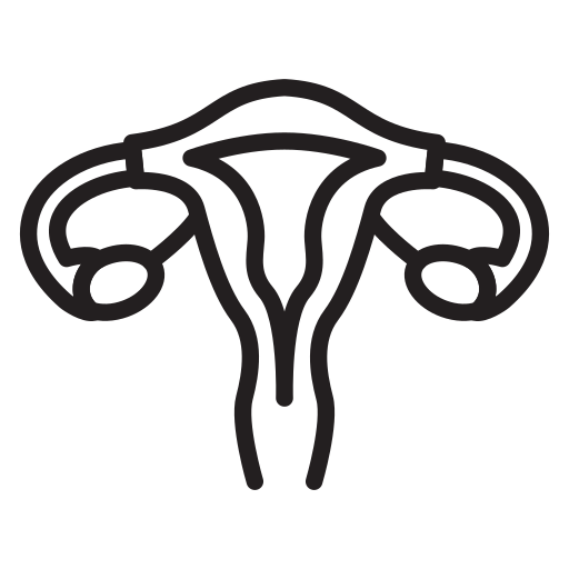 Illustration of female reproductive organs.